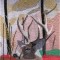 BFC0952 Window-A Majestic Buck in fading Sunlight