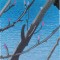 BFC0954 Window-An Eagle in Springtime