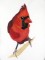 BFC0956 Cardinals II