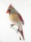 BFC0956 Cardinals II
