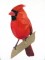 BFC0956 Cardinals II