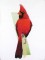 BFC0956 Cardinals II