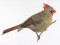 BFC0956 Cardinals II