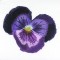 BFC0960 Pansies and Pentunias