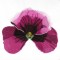 BFC0960 Pansies and Pentunias