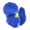 BFC0960 Pansies and Pentunias
