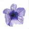 BFC0960 Pansies and Pentunias