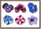 BFC0960 Pansies and Pentunias