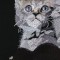 BFC0968 Window-Three Kittens