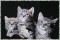 BFC0968 Window-Three Kittens