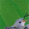 BFC0970 Window-Hummingbird with Babies