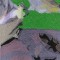 BFC0970 Window-Hummingbird with Babies