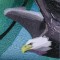BFC0975 Window-An Eagle in Summertime