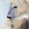 BFC0979 Window-Mother Polar Bear and Baby