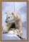 BFC0979 Window-Mother Polar Bear and Baby