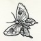 BFC0981 Fantasy Butterflies and Flowers Blackwork
