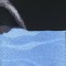 BFC0982 Window-Blue Wolf