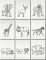 BFC0985 African Animals Blackwork