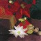 BFC0986 A Christmas Window-