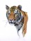 BFC0993 Large Standing Tiger