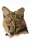 BFC0996 Two Serval Portraits