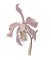 RMG996  Cattleya Orchid