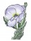 BFC0997 Poppies with Oriental Influence