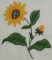BFC0153 Summer Garden