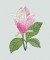 BFC0184 Pink Magnolias