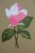 BFC0184 Pink Magnolias