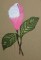 BFC0184 Pink Magnolias