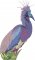 BFC1929 Large Tricolored Heron