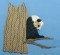 BFC0194 Pandas of the Orient