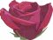 BFC2018 Delight's Monarchs and Roses