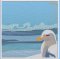 BFC2157 The Seagulls - Part 1