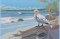 BFC2158 The Seagulls - Part 2