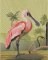 BFC2163 The Spoonbill