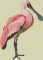 BFC2163 The Spoonbill