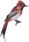 BFC32270 Red Bird Three