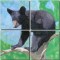 BFC0532 All Babies of the Wild