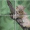 BFC0532 All Babies of the Wild