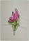 Decorative Floral 5