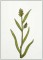 Woodland Sedge