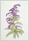 Lavender Flowers