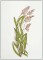 Ornamental Grass