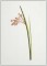 Small Pampas Type Grass