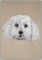 Bichon Frise