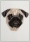 A Pug