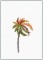 Sunset Palm 2