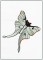 Ghost Butterfly